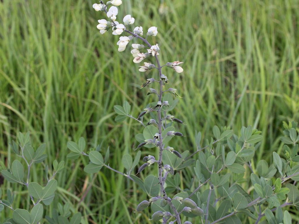 Prairie false indigo (Baptisia lactea)