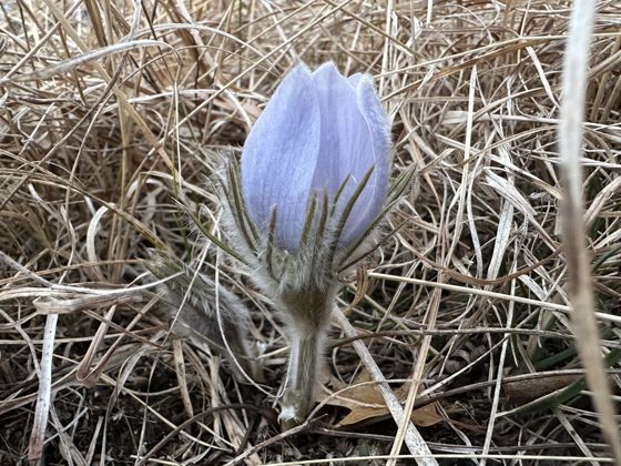 Prairie pasqueflower (Pulsatilla nuttalliana)