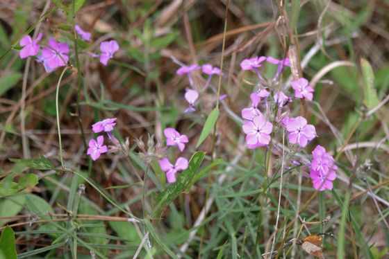 Prairie phlox (Phlox pilosa)