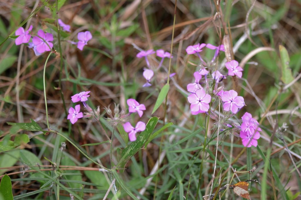 Prairie phlox (Phlox pilosa)