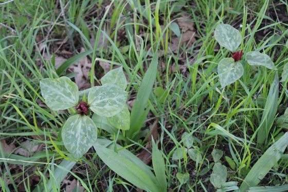 Prairie trillium (Trillium recurvatum)