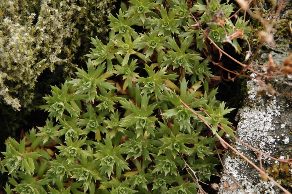 Prickly saxifrage (Saxifraga tricuspidata)