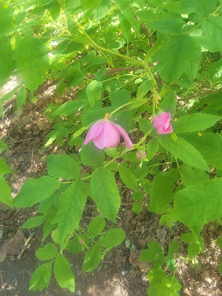 Prickly wild rose (Rosa acicularis)