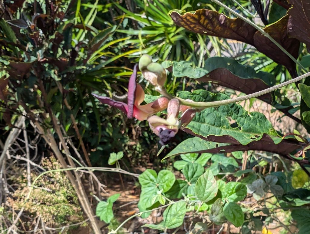 Purple bush-bean (Macroptilium atropurpureum)