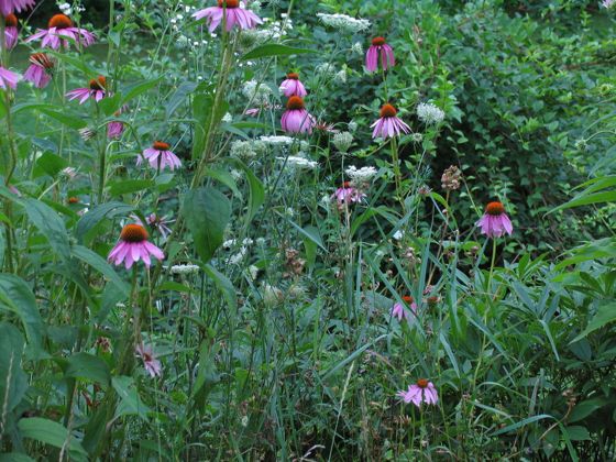 Purple coneflower (Echinacea purpurea)