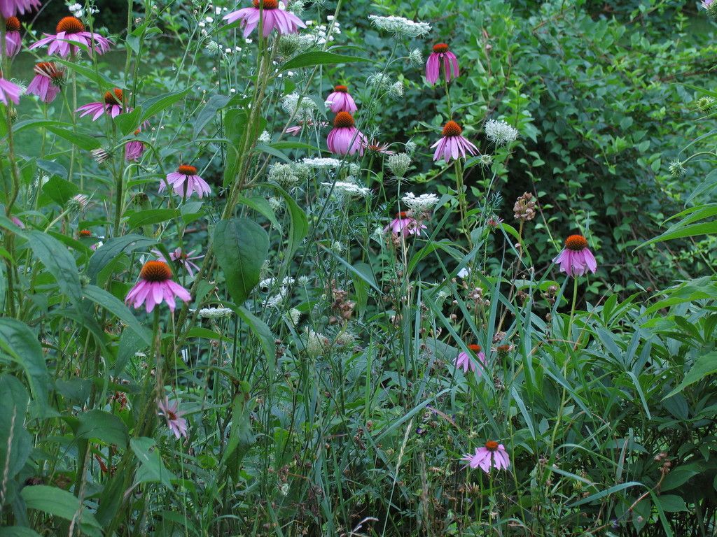 Purple coneflower (Echinacea purpurea)