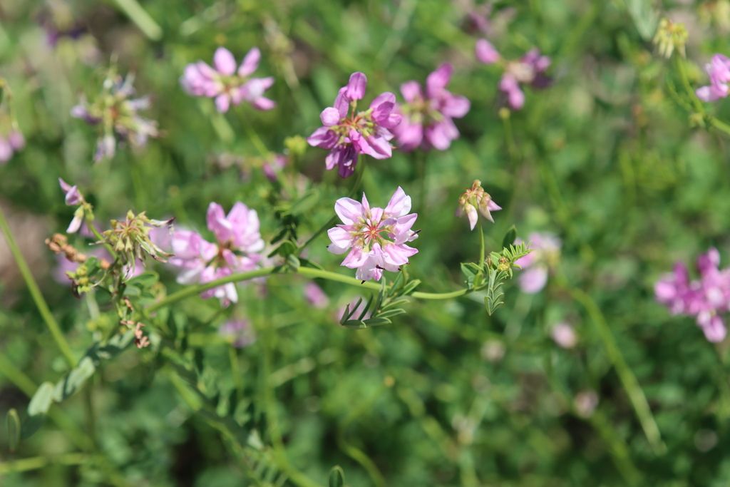 Purple crownvetch (Securigera varia)