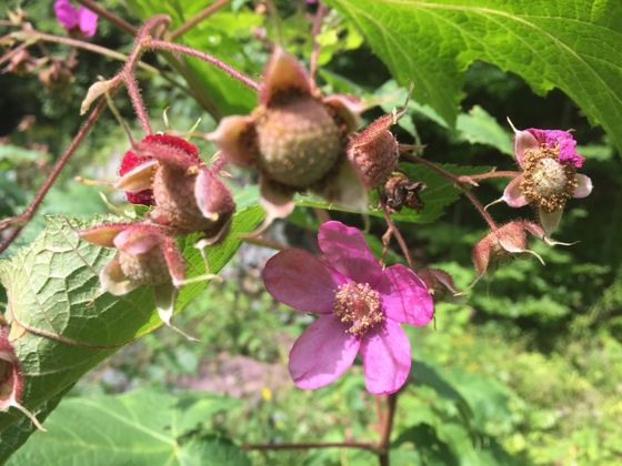 Purple-flowered raspberry (Rubus odoratus)