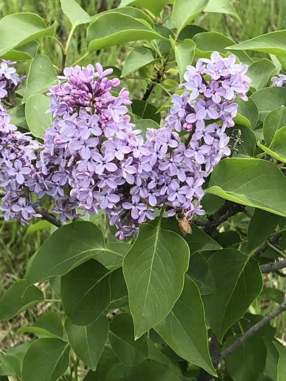 Purple lilac (Syringa vulgaris)