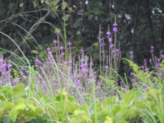 Purple loosestrife (Lythrum salicaria)