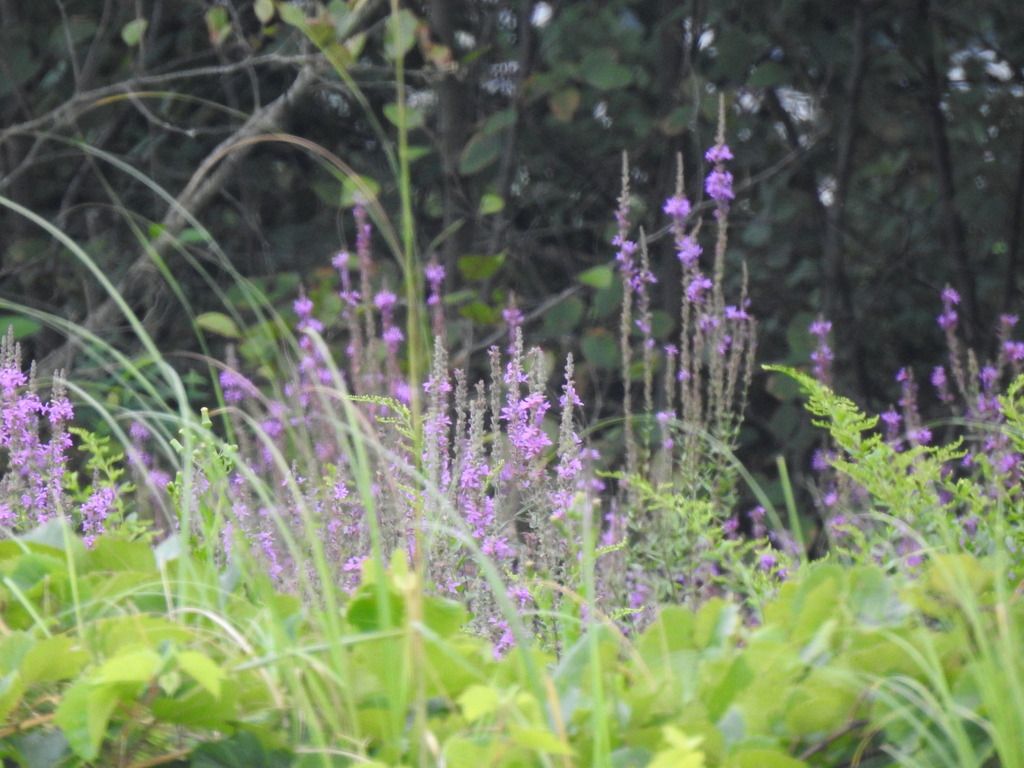 Purple loosestrife (Lythrum salicaria)