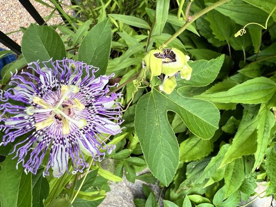 Purple passionflower (Passiflora incarnata)