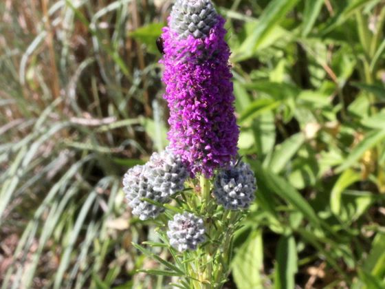 Purple prairie clover (Dalea purpurea)