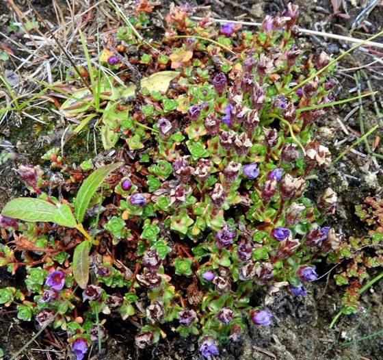 Purple saxifrage (Saxifraga oppositifolia)