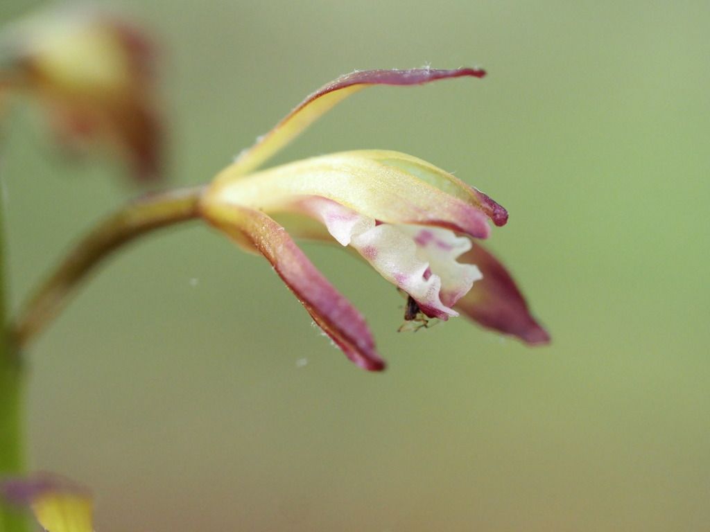 Putty root (Aplectrum hyemale)