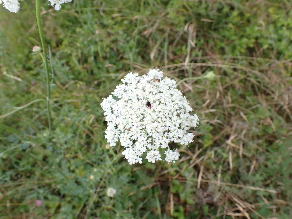 Queen Anne's lace (wild carrot) (Daucus carota)