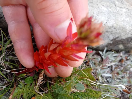 Queen's crown (Rhodiola rhodantha)