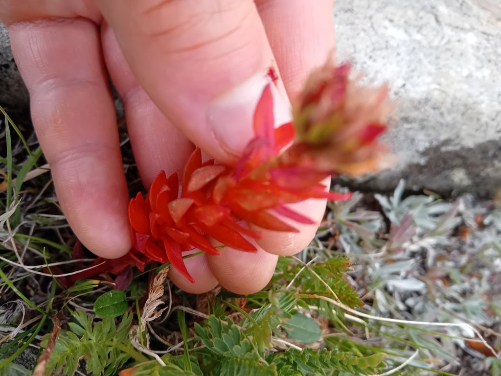 Queen's crown (Rhodiola rhodantha)