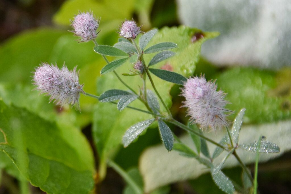 Rabbitfoot clover (Trifolium arvense)