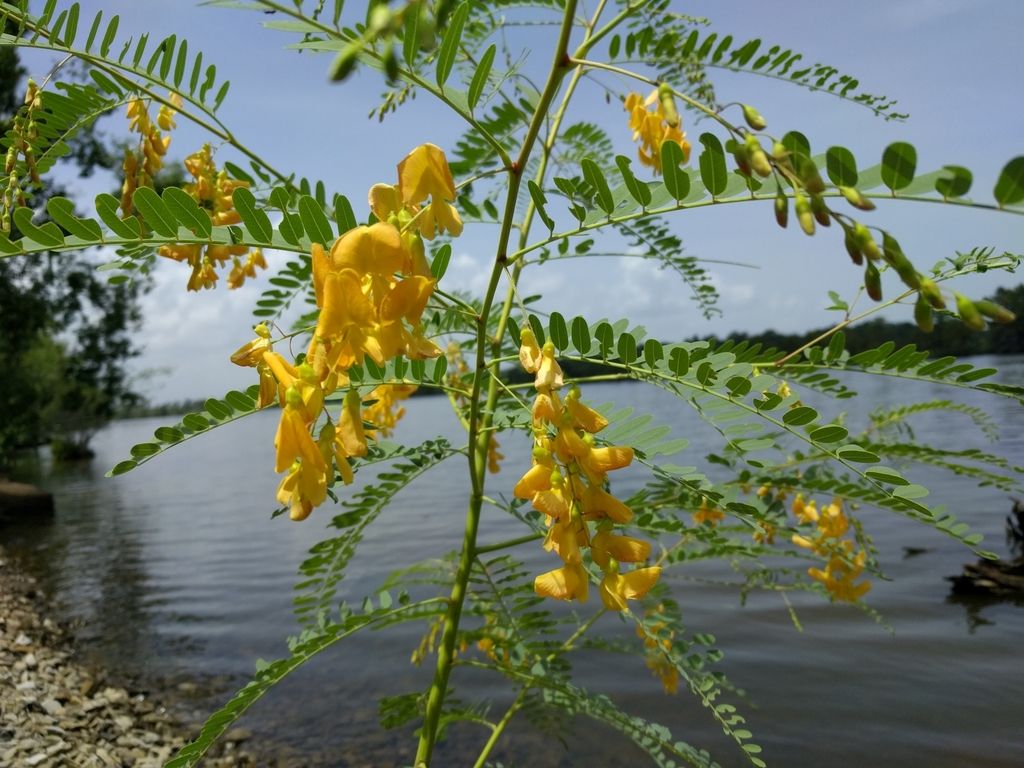 Rattlebush (Sesbania drummondii)