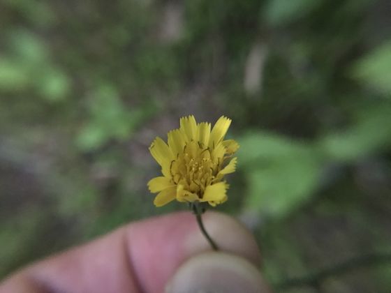 Rattlesnakeweed (Hieracium venosum)