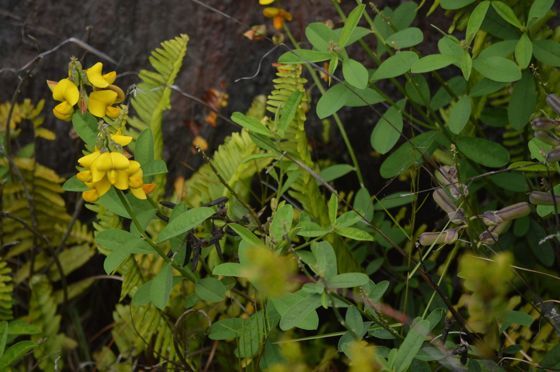 Rattleweed (Crotalaria retusa)
