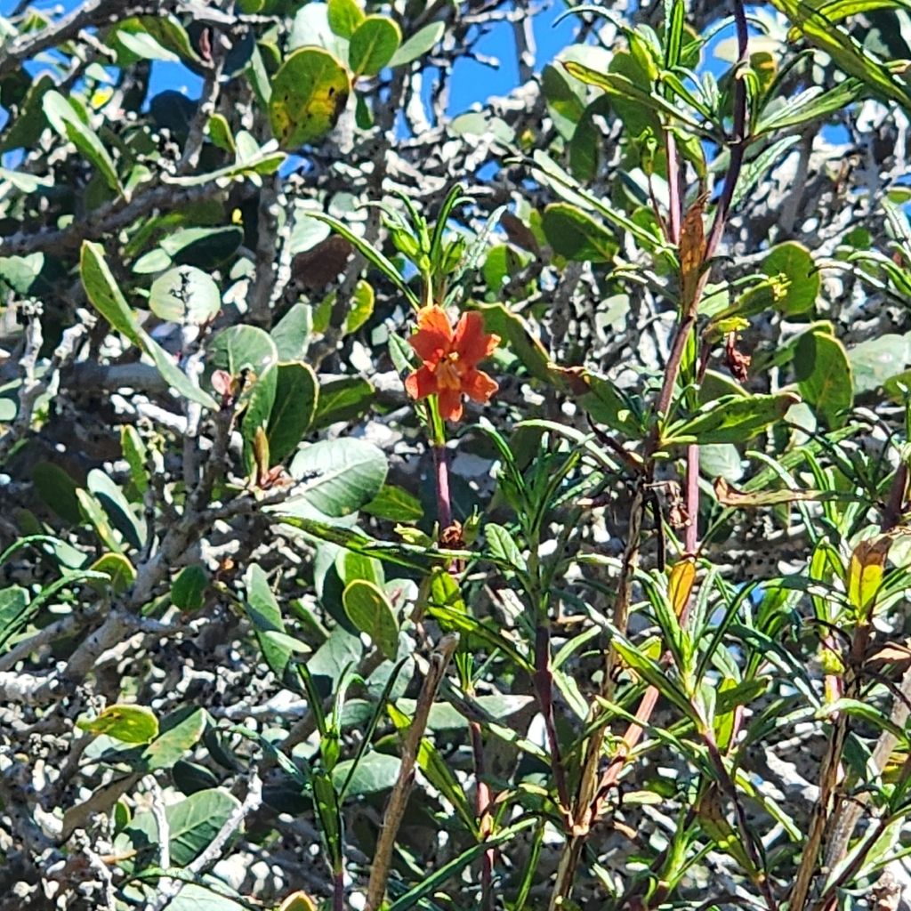 Red bush monkeyflower (Diplacus puniceus)