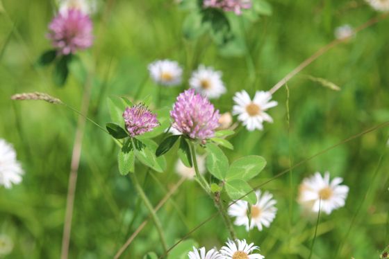 Red clover (Trifolium pratense)