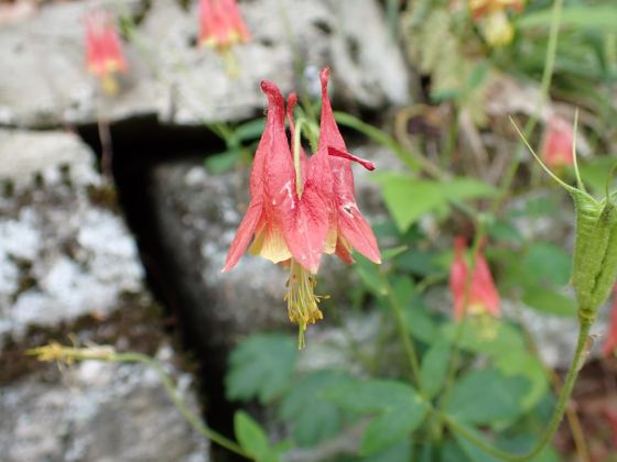 Red columbine (Aquilegia canadensis)