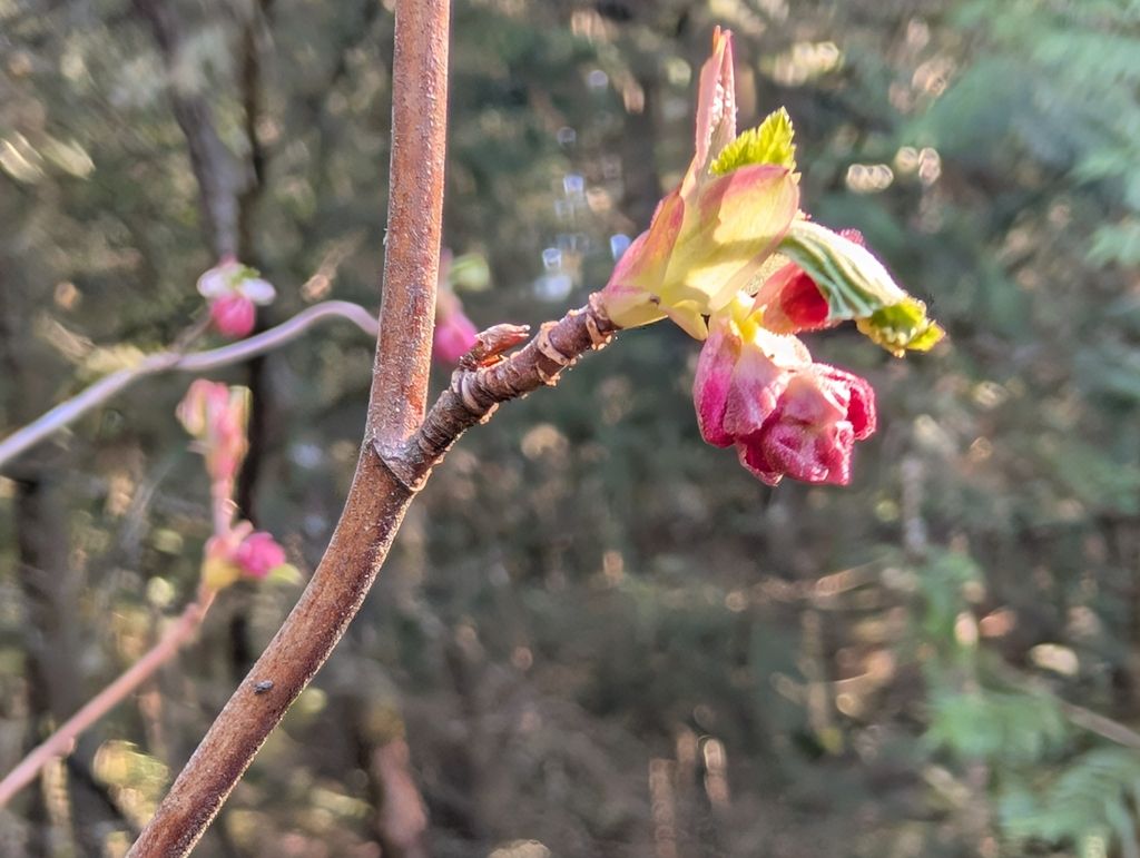 Red-flowering currant (Ribes sanguineum)