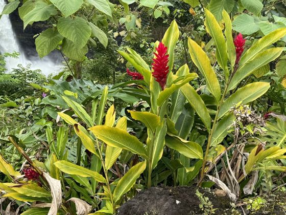 Red ginger (Alpinia purpurata)