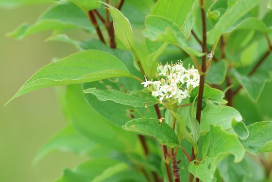 Red osier dogwood (Cornus sericea)