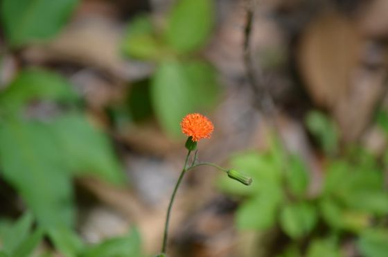 Red tasselflower (Emilia fosbergii)