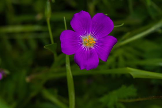 Redmaids (Calandrinia menziesii)