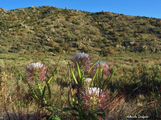 Redwhisker clammyweed (Polanisia dodecandra)
