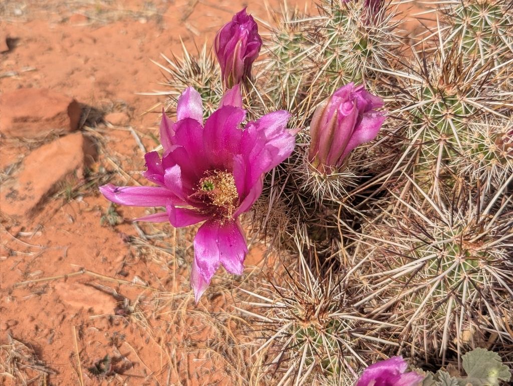 Relict hedgehog cactus (Echinocereus relictus)
