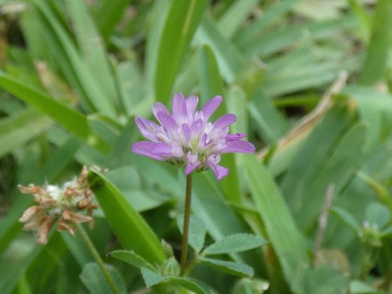 Reversed clover (Trifolium resupinatum)