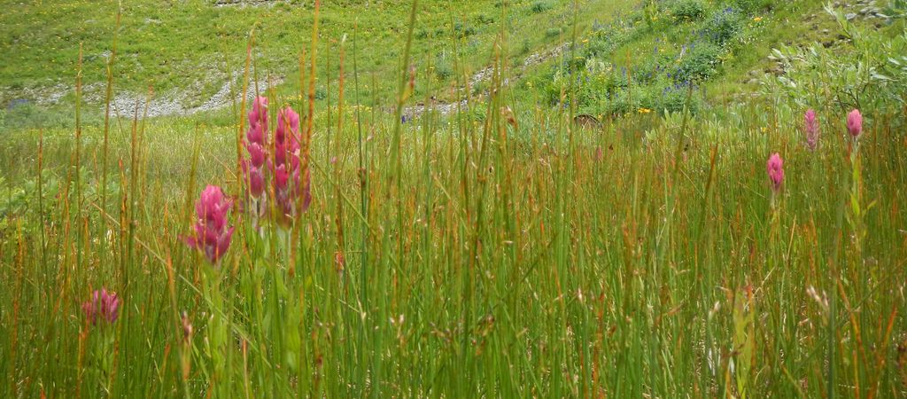 Rhexia-leaved paintbrush (Castilleja rhexiifolia)