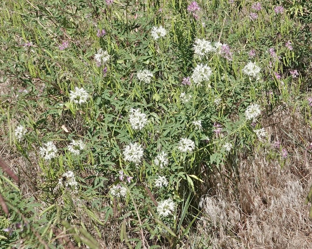 Rocky Mountain beeplant (Cleomella serrulata)