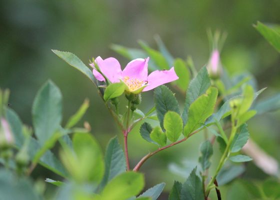Roses (genus Rosa) (Rosa)