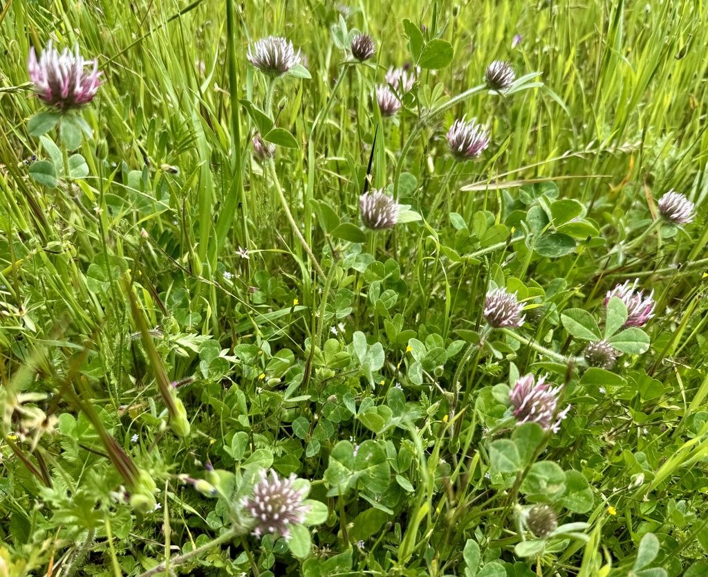 Rose clover (Trifolium hirtum)