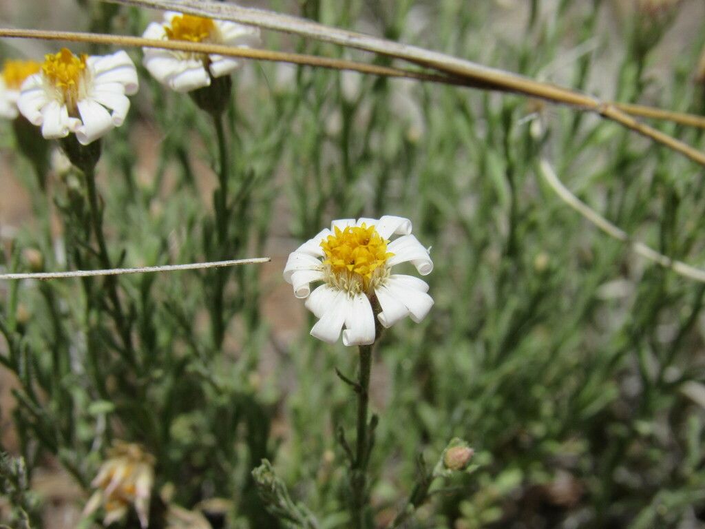 Rose heath (Chaetopappa ericoides)