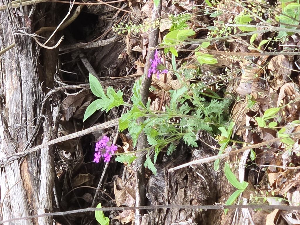 Rose vervain (Glandularia canadensis)