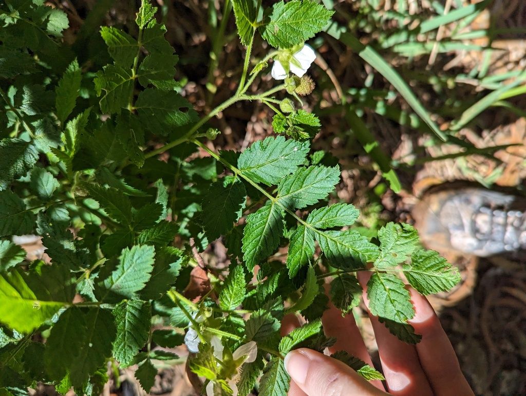Roseleaf bramble (Rubus rosifolius)