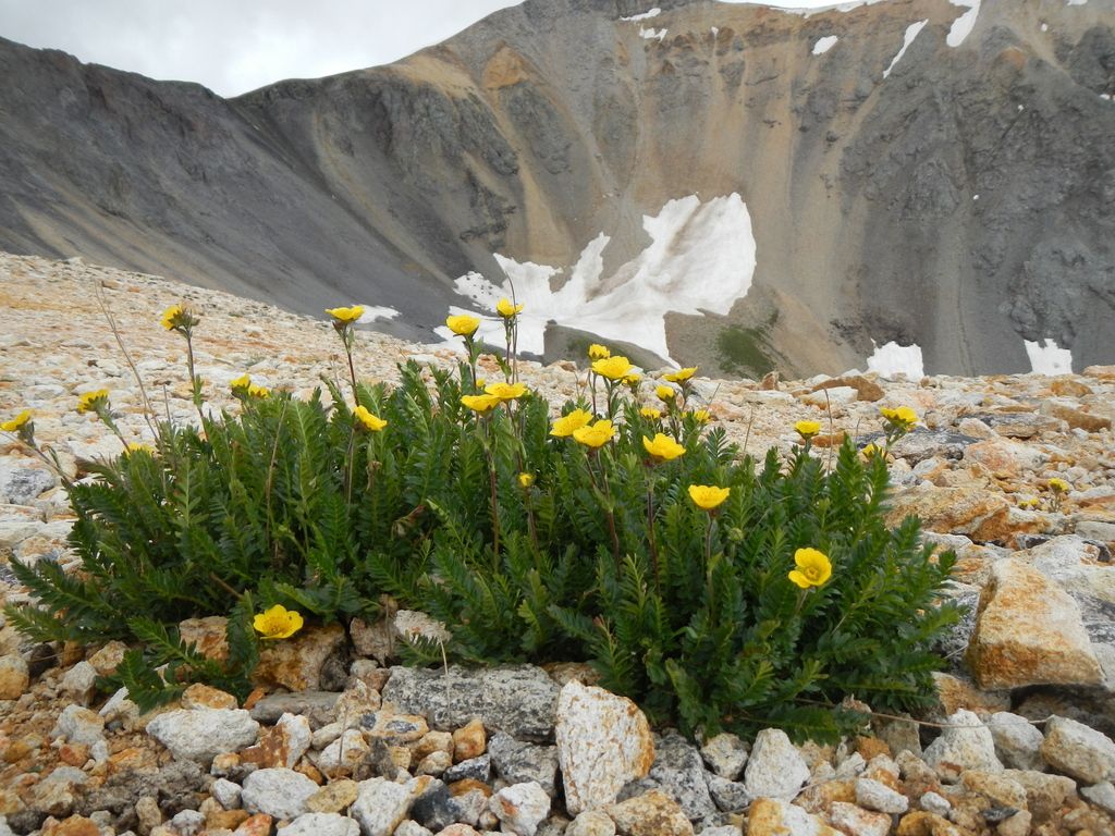 Ross' avens (Geum rossii)