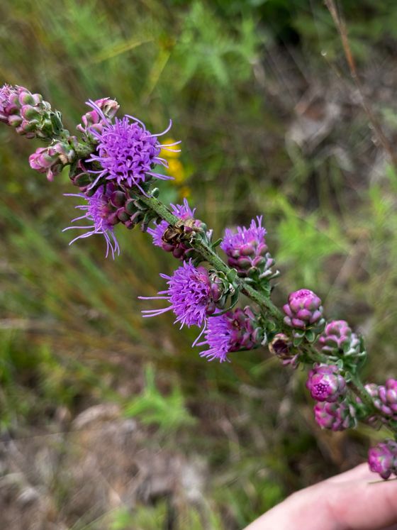 Rough blazing star (Liatris aspera)