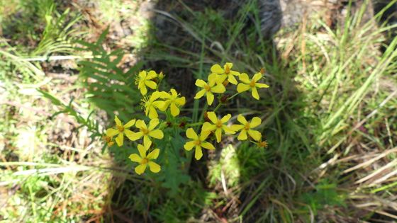 Roundpod St. john's-wort (Hypericum cistifolium)