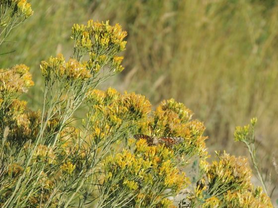 Rubber rabbitbrush (Ericameria nauseosa)