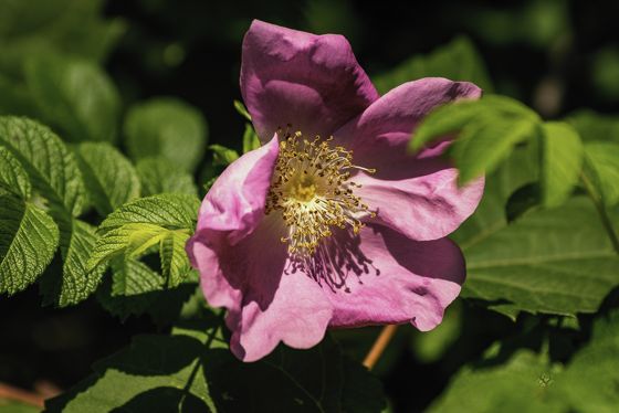 Rugosa rose (Rosa rugosa)