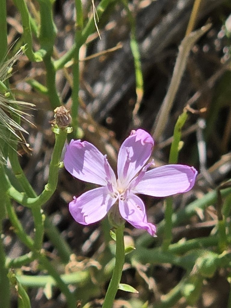 Rush skeletonplant (Lygodesmia juncea)